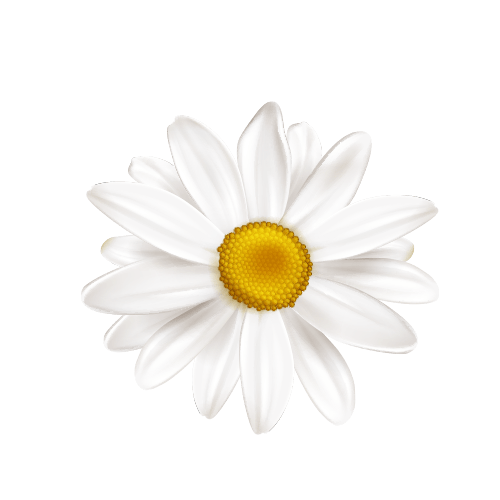 Image for Chamomile