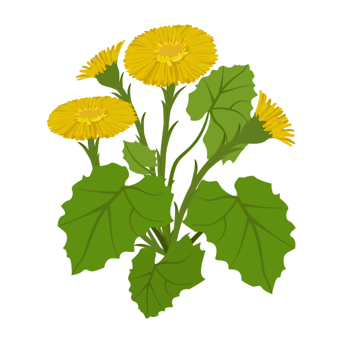 Image for Dandelion Root