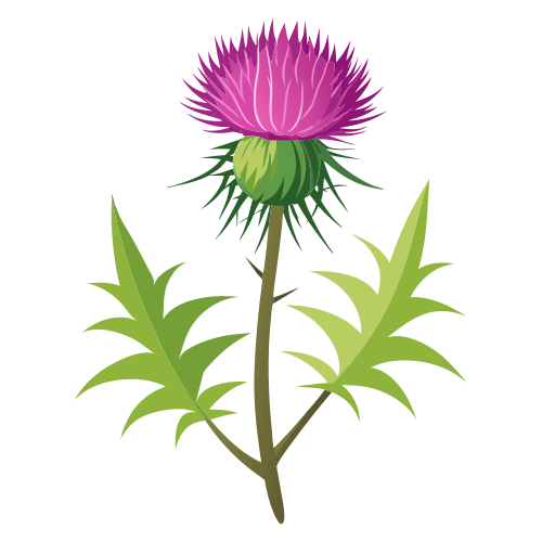 Image for Milk Thistle