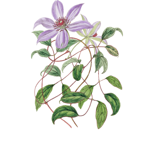 Image for Passion Flower